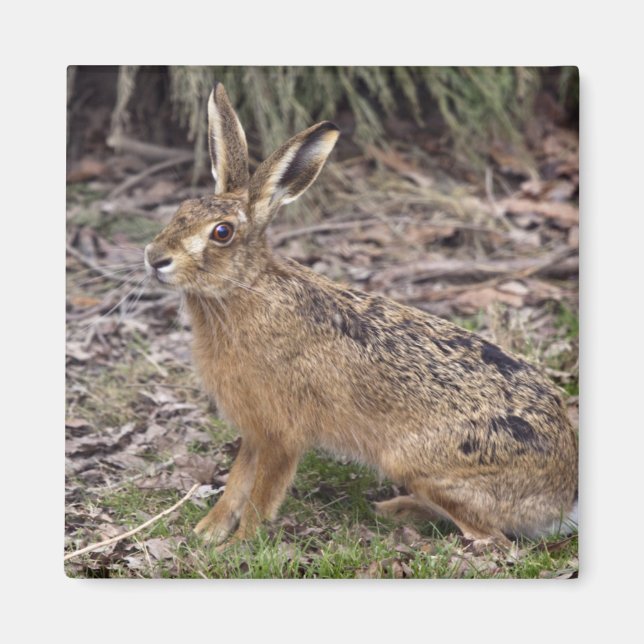 Hare Today, Gone Tomorrow Magnet (Front)