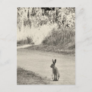 Hare today postcard