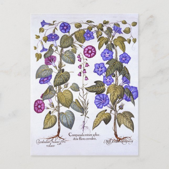 Harebell and Convovulus Postcard (Front)