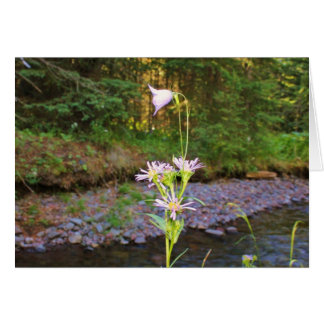 Harebell & Meadow Aster