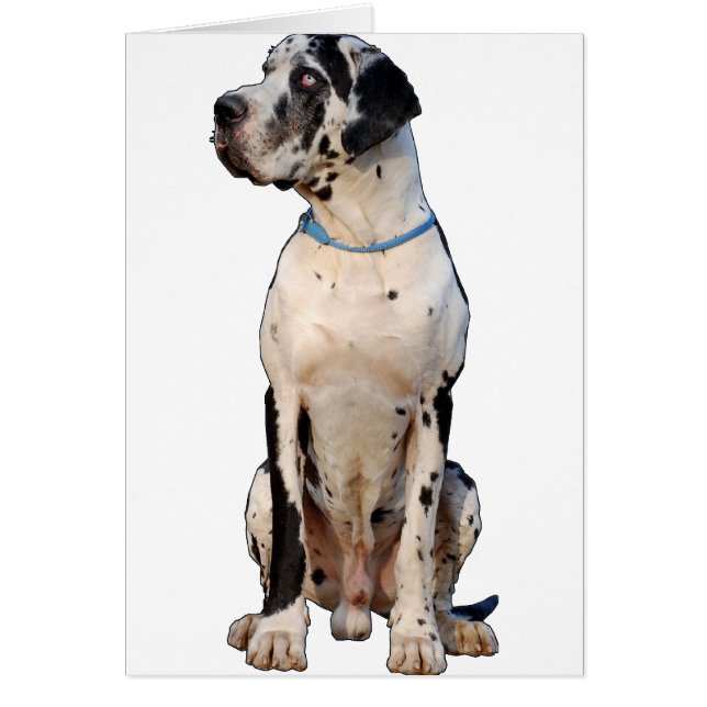 Harlekin Great Dane (Front)