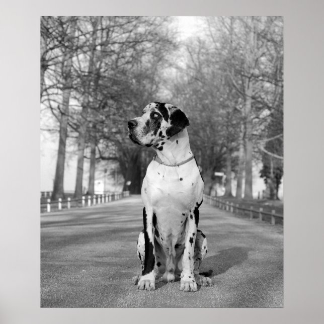 Harlekin Great Dane Poster (Front)