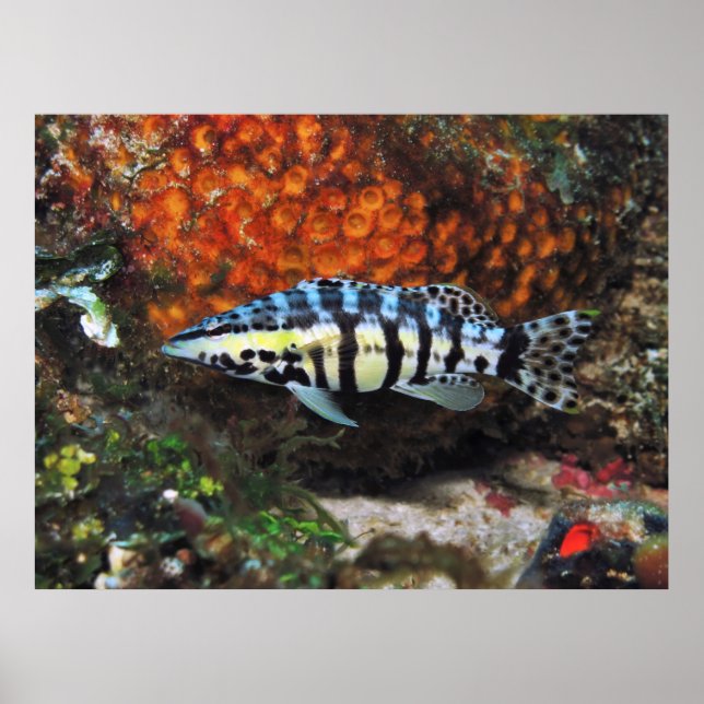 Harlequin Bass Poster (Front)