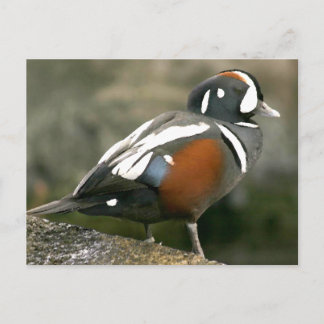 Harlequin Duck (drake) Postcard