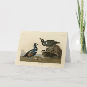 Harlequin Duck - from Audubon's Birds of America Card