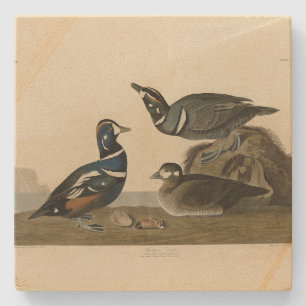 Harlequin Duck - from Audubon's Birds of America Stone Coaster