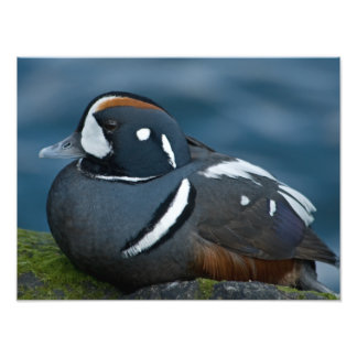 Harlequin Duck Photo Enlargement Print
