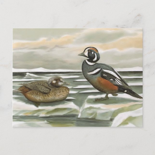 Harlequin Duck Postcard (Front)