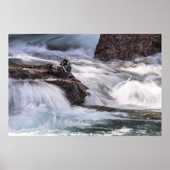 Harlequin Duck Poster (Front)