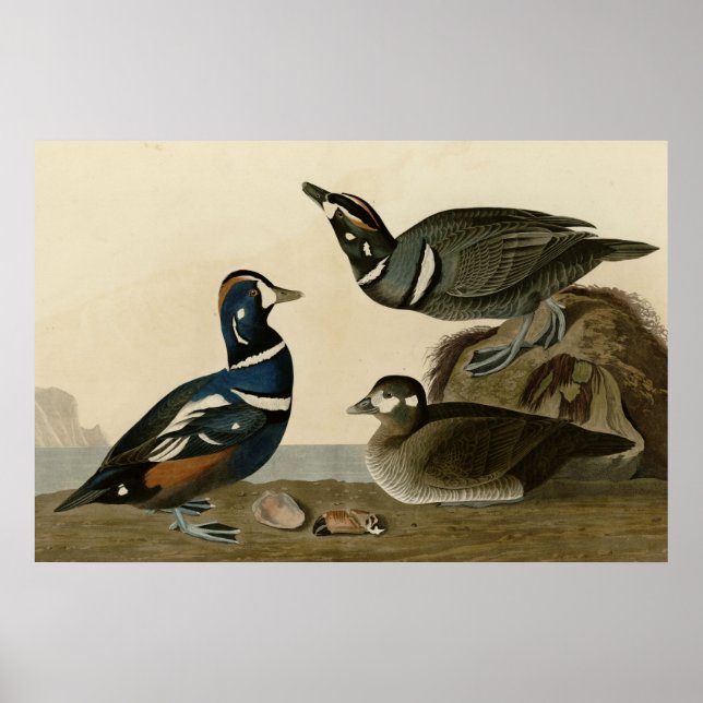 Harlequin Duck Poster (Front)