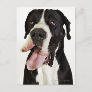 Harlequin Great Dane, close-up on white Postcard