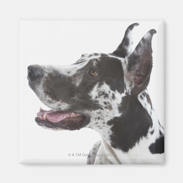 Harlequin Great Dane Magnet (Front)