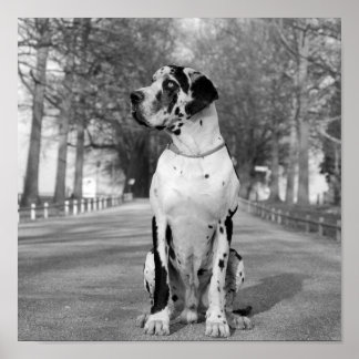 Harlequin Great Dane Nestor  Poster