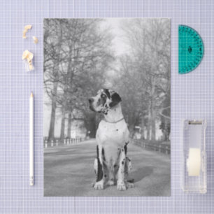 Harlequin Great Dane Nestor Tissue Paper