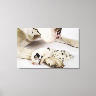 Harlequin Great Dane puppy sleeping on mother Canvas Print