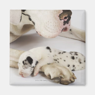 Harlequin Great Dane puppy sleeping on mother Magnet