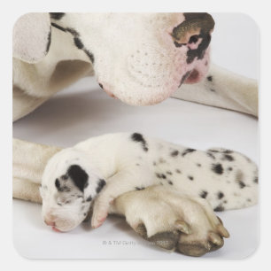 Harlequin Great Dane puppy sleeping on mother Square Sticker