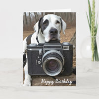 Harlequin Great Dane With Camera