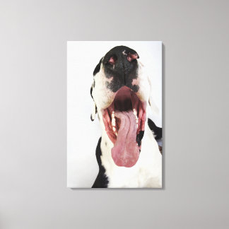 Harlequin Great Dane with open mouth, close-up, Canvas Print