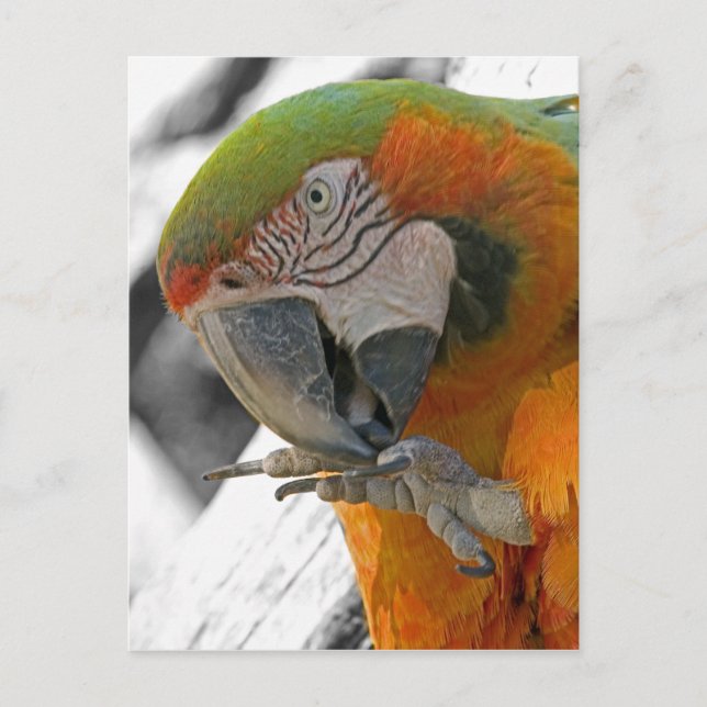 Harlequin Macaw Foot Postcard (Front)