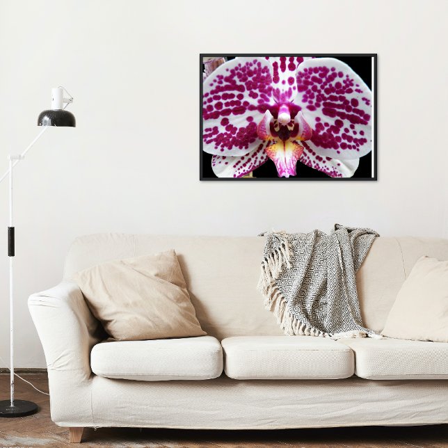 Harlequin Moth Orchid Bloom Floral Poster (In Situ)