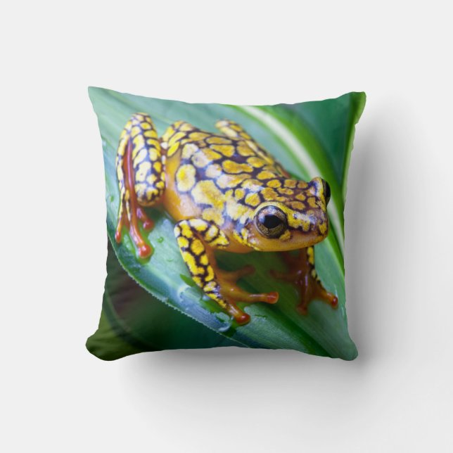 Harlequin Poison Dart Frog Cushion (Front)