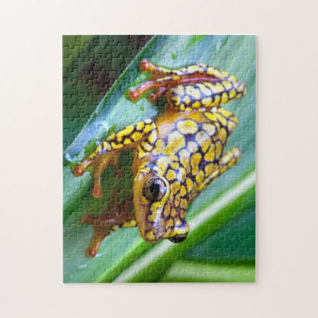 Harlequin Poison Dart Frog Jigsaw Puzzle (Vertical)