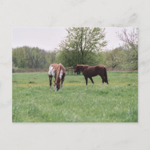 Harley & Lady Postcard