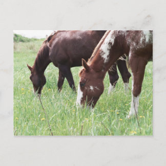 Harley & Sugar Grazing Postcard