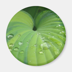 'Harmonious Hosta' Magnet