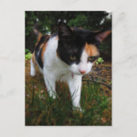 Harmony, my calico cat