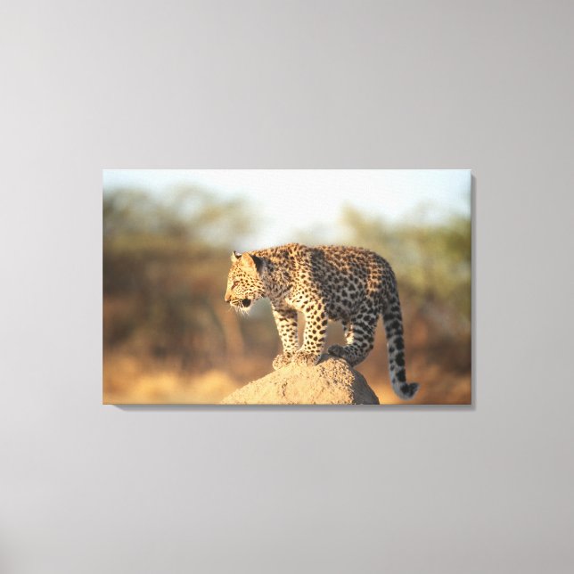 Harnas Wildlife Sanctuary, Namibia Canvas Print (Front)
