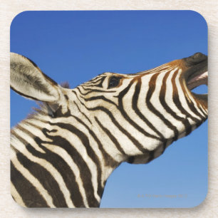 Harnas Wildlife Sanctuary, Namibia, Southern Coaster