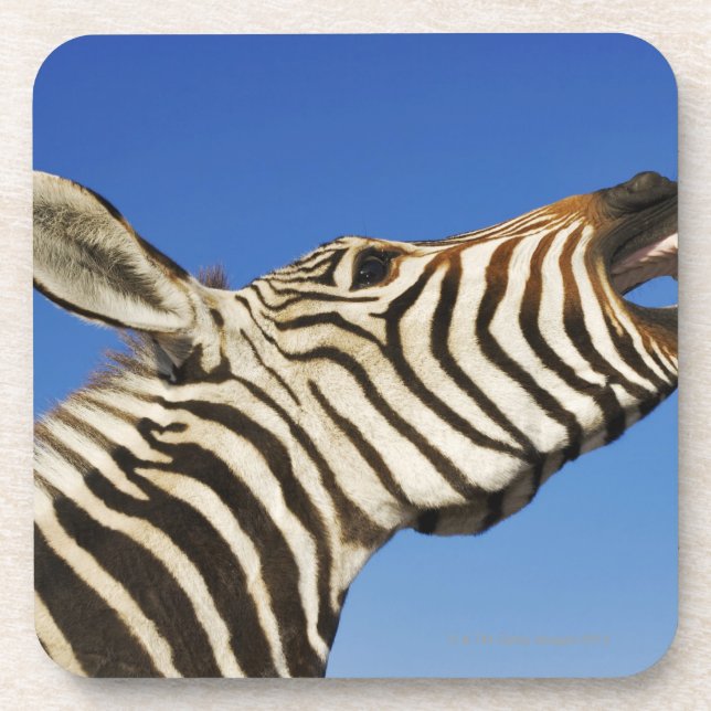 Harnas Wildlife Sanctuary, Namibia, Southern Coaster (Front)
