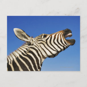 Harnas Wildlife Sanctuary, Namibia, Southern Postcard