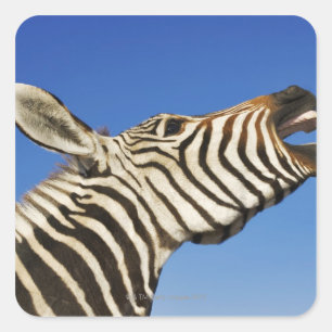 Harnas Wildlife Sanctuary, Namibia, Southern Square Sticker
