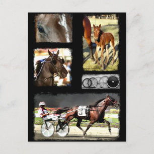 Harness Racing Sport Postcard