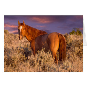 Harney County Wild horse stands alert