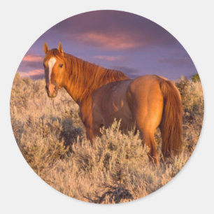 Harney County Wild horse stands alert Classic Round Sticker