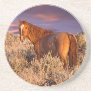 Harney County Wild horse stands alert Coaster