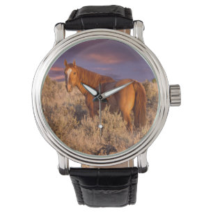 Harney County Wild horse stands alert Watch