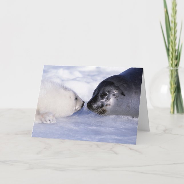 Harp Seal Mother with Pup Card (Front)
