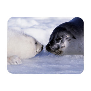 Harp Seal Mother with Pup Magnet