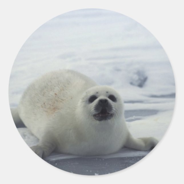 Harp Seal on Ice (Front)