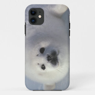 Harp seal Phoca groenlandica) A week-old harp iPhone 11 Case