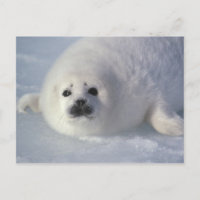 Harp seal Phoca groenlandica) A week-old harp