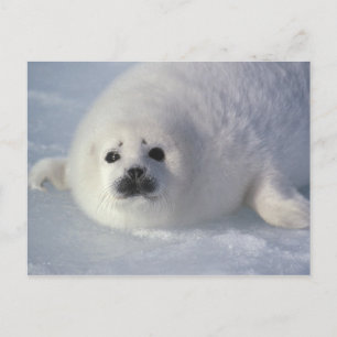 Harp seal Phoca groenlandica) A week-old harp Postcard