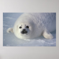 Harp seal Phoca groenlandica) A week-old harp