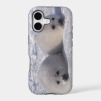 Harp seal (Phoca groenlandica) Harp seal pups