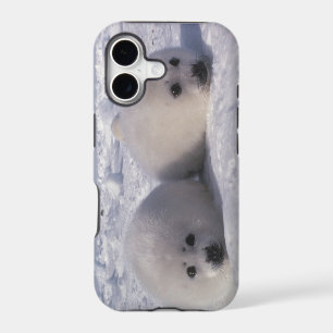 Harp seal (Phoca groenlandica) Harp seal pups